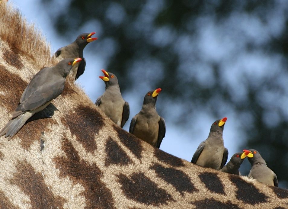 Madenhacker auf einer Giraffe -­‐ Gesundheitsengel der Tiere im Busch.